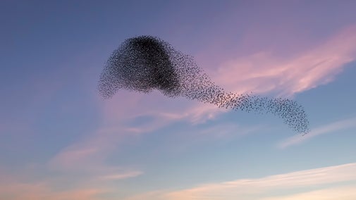 Starling murmuration at Studland Bay, Dorset